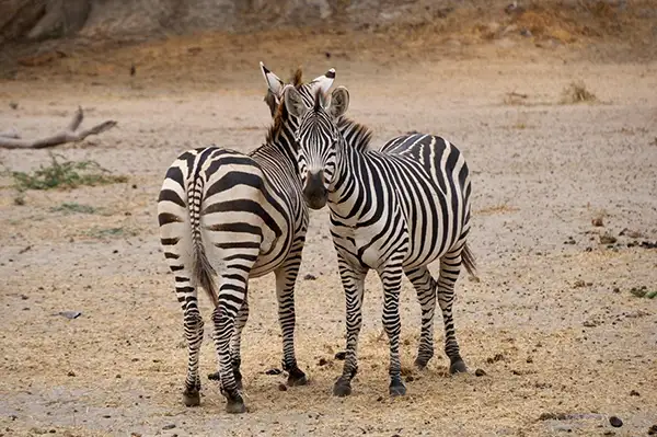 tanzania top safari