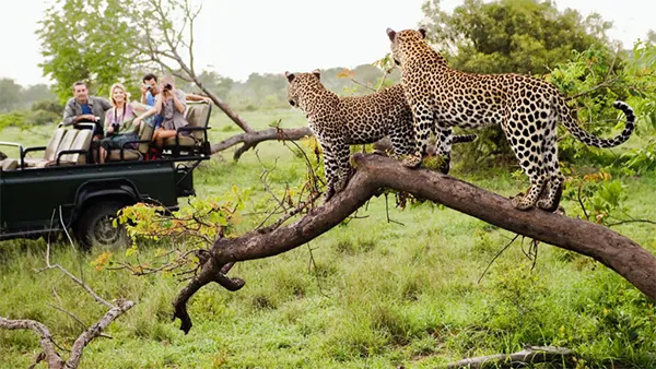 Botswana Safari 