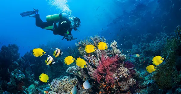 Underwater Wonders