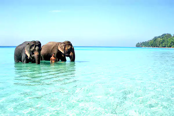 Elephant Beach