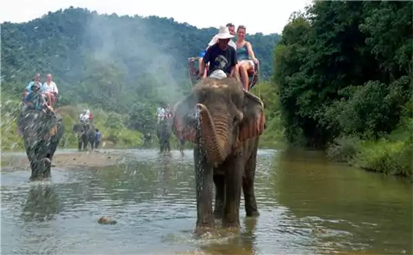 Elephant Safari