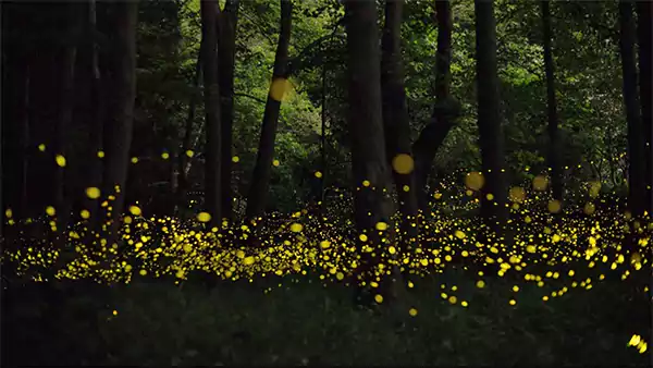 Sandhan Valley Fireflies
