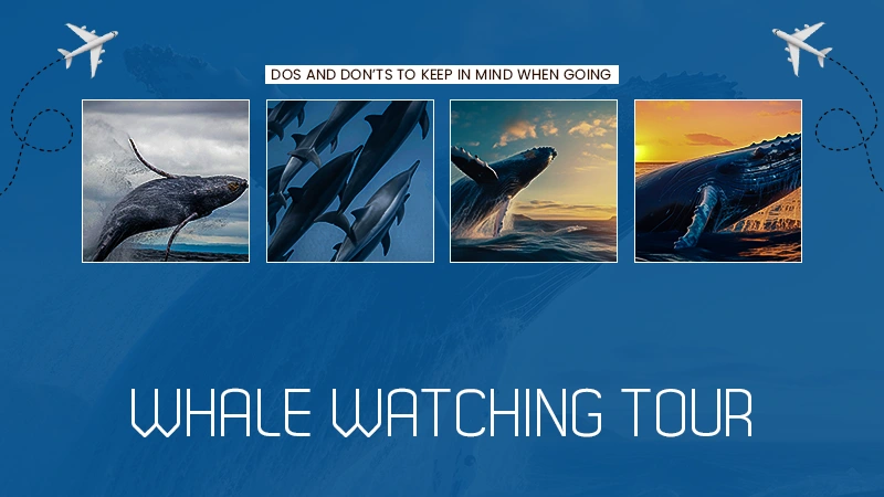 WHALE DOS AND DONTS