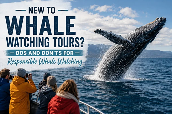 Whale Watching Tours