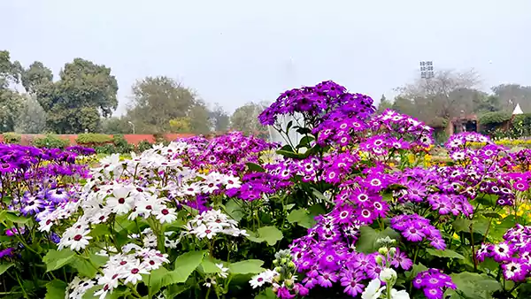 Mughal Garden Delhi opening time