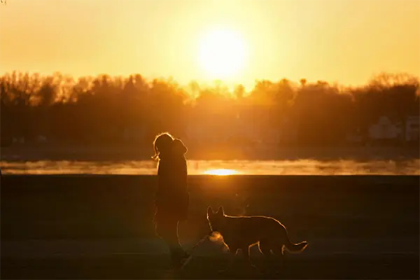 Dog travelling with their owner