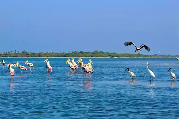 Pulicat Lake