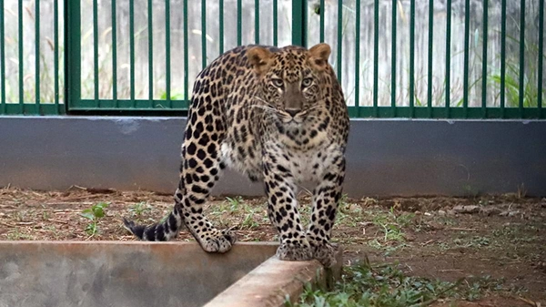 Animal Enclosures at Thrissur Zoo