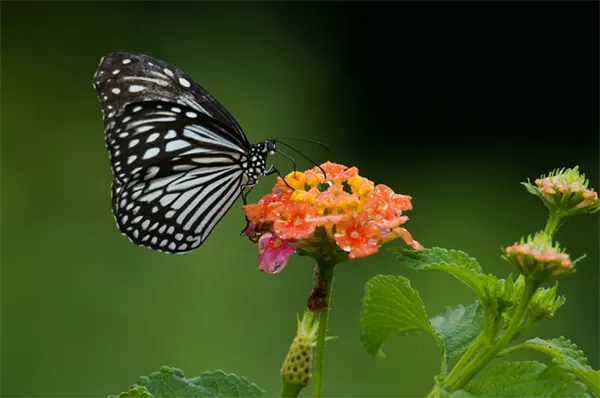 Sammilan Shetty’s Butterfly Park