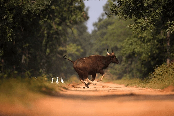 Barnawapara Wildlife Sanctuary