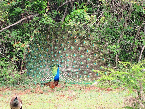 birdwatching in Ghatarani sanctuary
