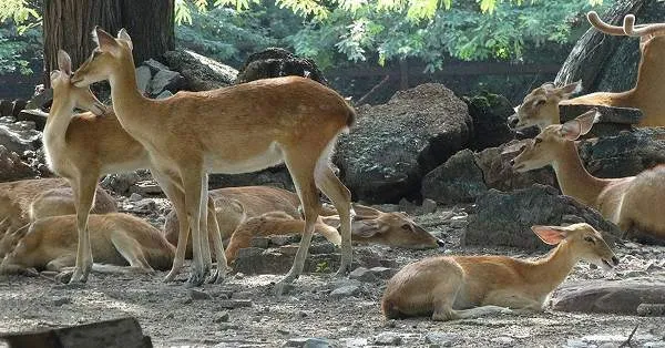 Deer Park Delhi