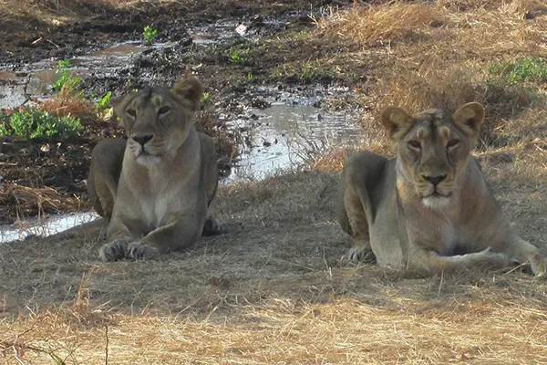 Sasan Gir National Park